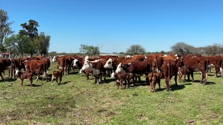 Lote 140 AL CTE NUEVAS