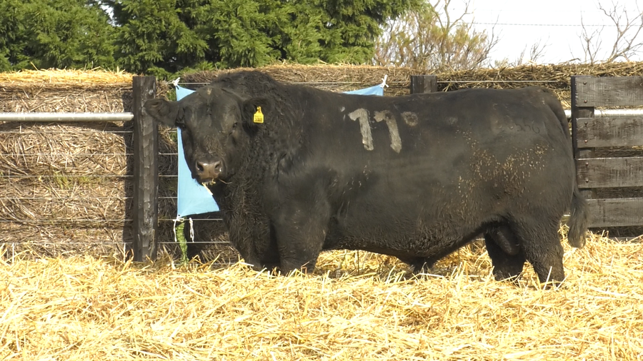 Lote TOROS ANGUS PURO CONTROLADO