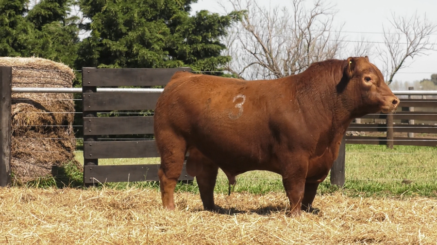 Lote TOROS ANGUS PURO CONTROLADO