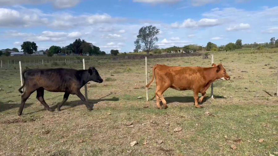 Lote 49 Vientres Preñados en Canelones
