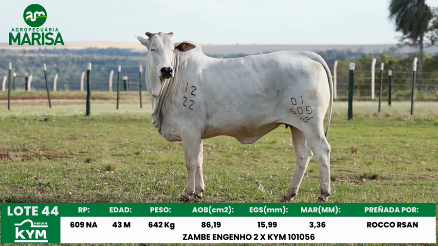 Lote Lote 44