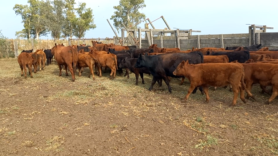Lote 110 Terneros/as en Buenos Aires, Pehuajó
