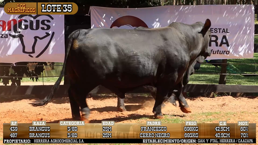 Lote LOTE 35 - VIVO