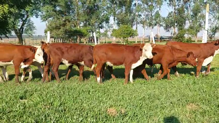 Lote 85 Terneros/as en Corrientes, Curuzú-Cuatiá