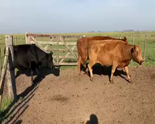 Lote 36 Vacas de invernar en Gral. Alvear, Buenos Aires