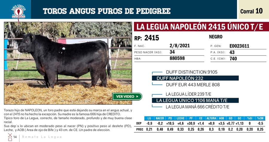 Lote TOROS PP