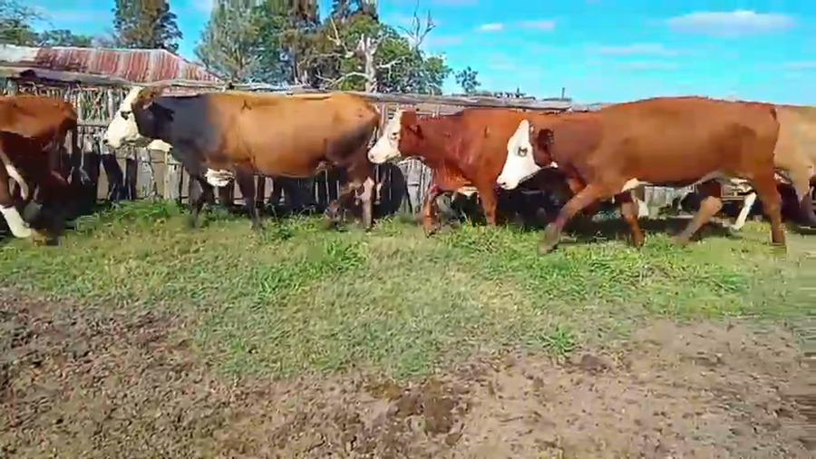 Lote 30 Vacas de invernar en Corrientes, Curuzu Cuatia