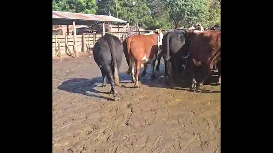 Lote 33 NOVILLOS - FAENA UE HILTON