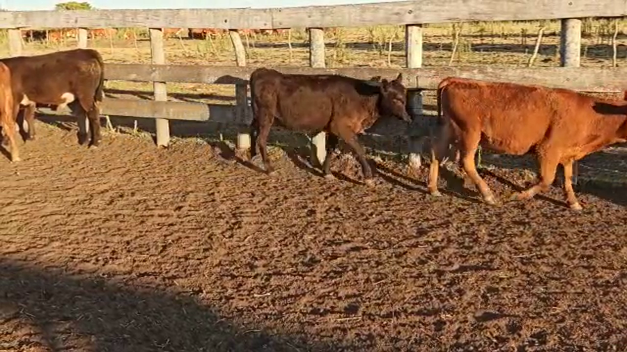 Lote 70 Terneros/as en Entre Ríos, San Salvador