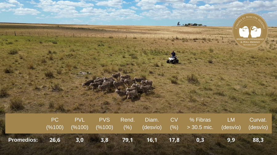 Lote Vientres tatuadas MO