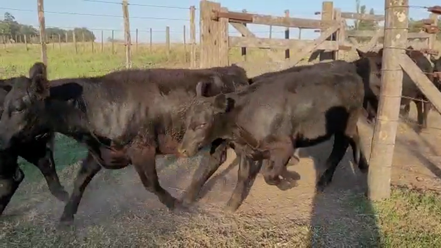 Lote 12 Terneros/as en Urdampilleta, Buenos Aires