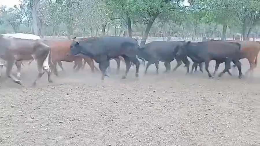 Lote 65 Novillos en J.J. Castelli, Chaco