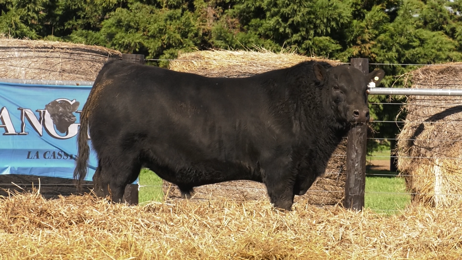 Lote TOROS A. ANGUS PURO PEDIGREE
