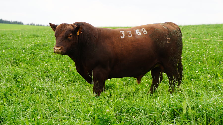 Lote (Vendido)Toros a remate en Ganadera Barracas S.A en Caraguata
