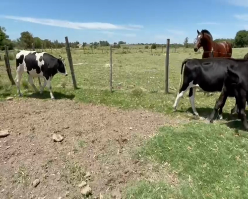 Lote (Vendido)8 Novillos HOL-NOR a remate en 2da Pantalla ENTRE MARTILLOS 370-390kg -  en JUAN SOLER