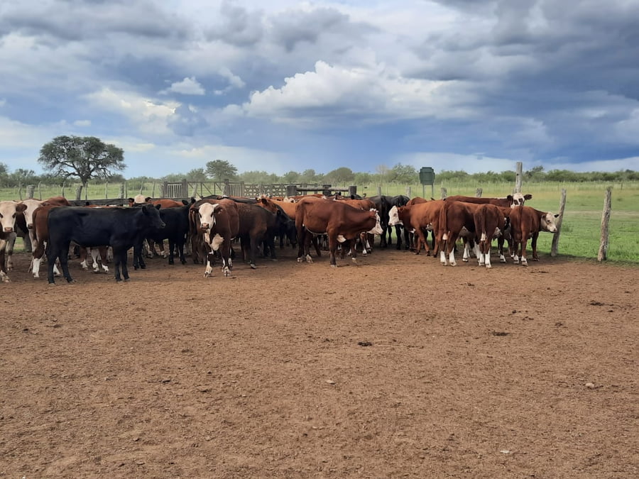 Lote SAENZ VALIENTE, BULLRICH Y Cia. S.A.