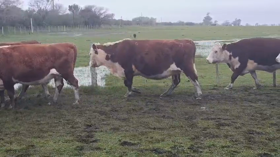 Lote 60 Vacas CUT preñadas en Corrientes, Curuzu Cuatia