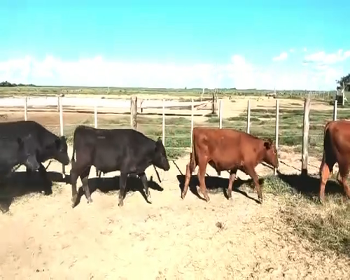 Lote 41 Terneros en Canals, Córdoba