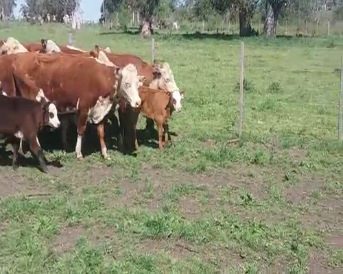 Lote (Vendido)32 Piezas de cría HE/ AA en COSTAS DEL ROSARIO