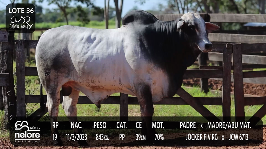 Lote LOTE 36