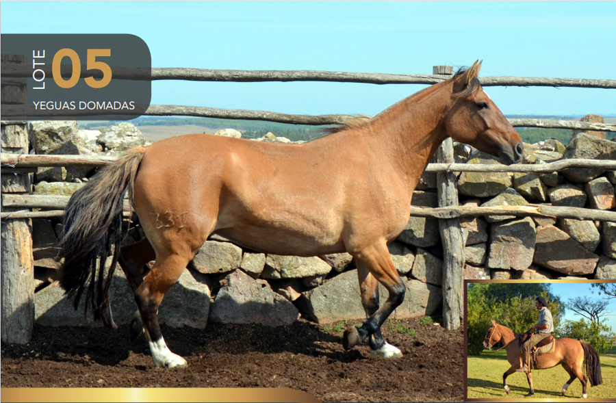 Lote Aquerenciada Espina