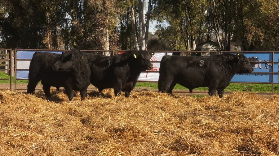 Lote TOROS ANGUS NEGROS PC