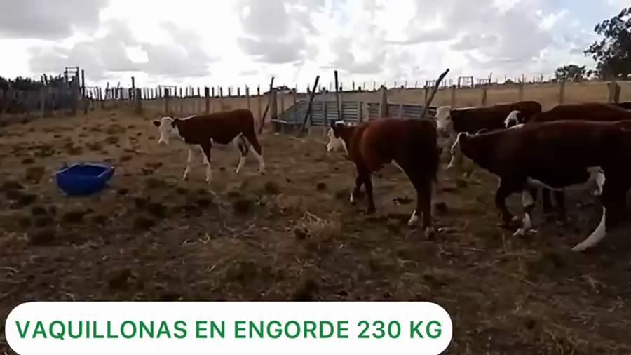 Lote Vaquillonas en Engorde