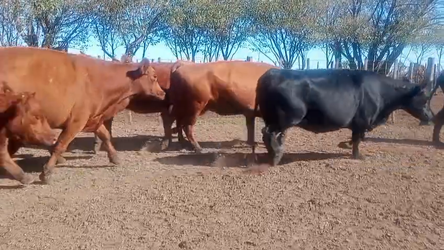 Lote Vacas San Ignaci