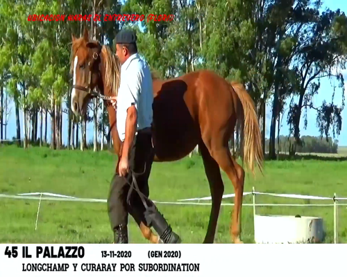 Lote IL PALAZZO