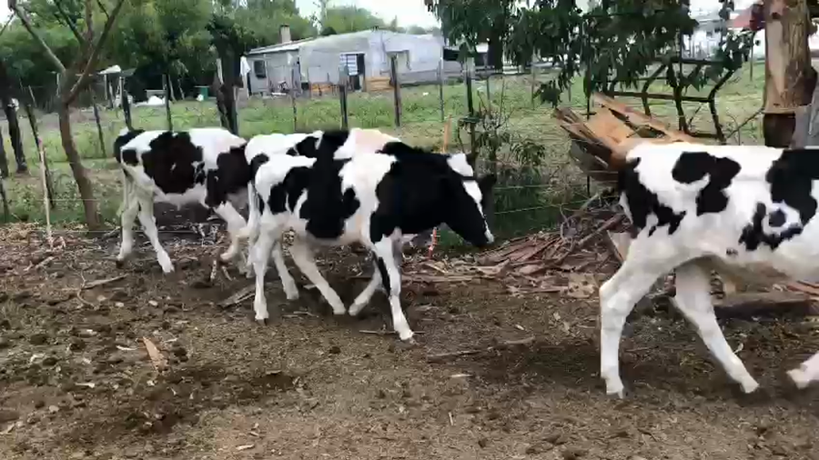 Lote 4 Terneros Holando