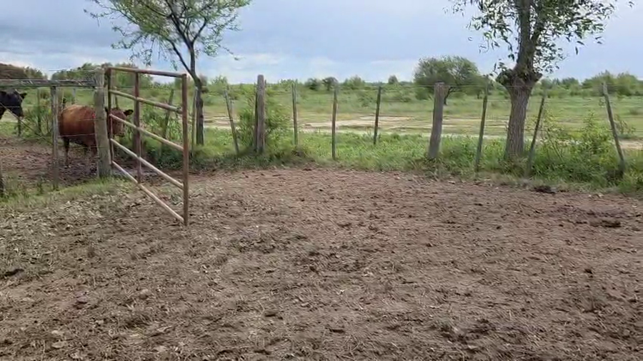 Lote 36 Vacas nuevas Preñadas