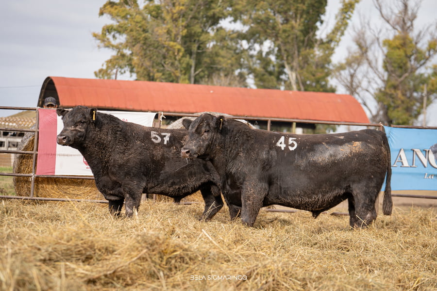 Lote TOROS ANGUS NEGROS  PC