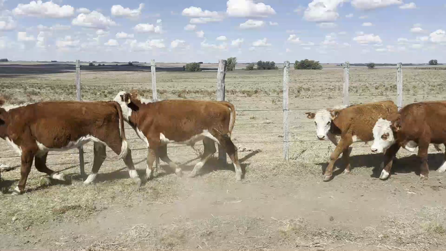 Lote 31 Novillos 1 a 2 años en San Gerónimo, Florida