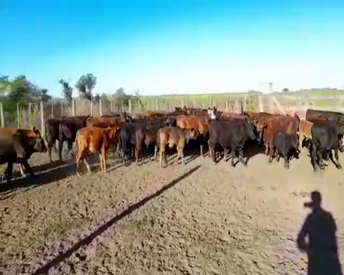 Lote ESTANCIA EL NIDO