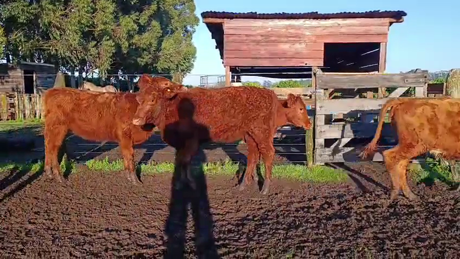 Lote 31 Terneros/as en Corrientes, Monte Caseros