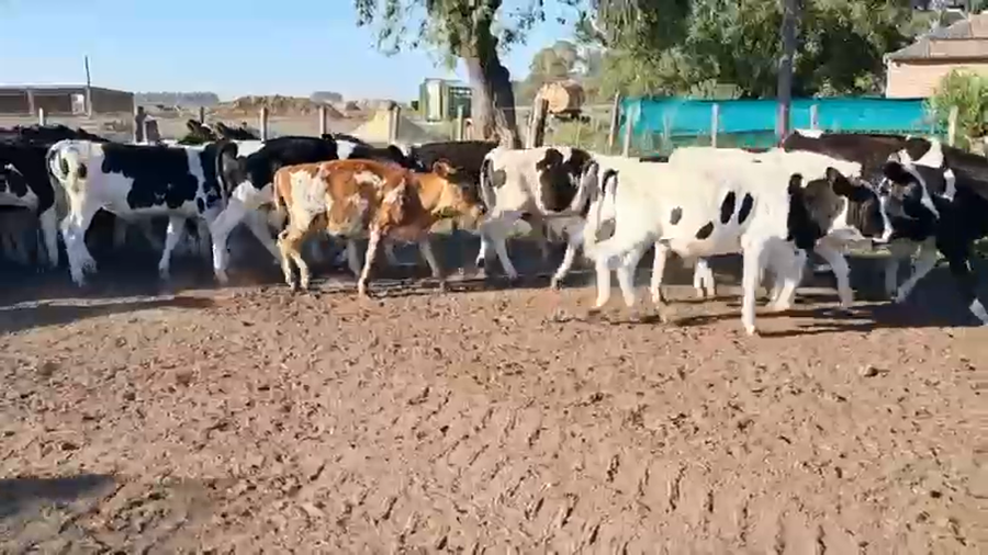 Lote 110 Terneros