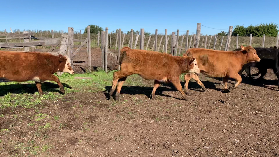 Lote TERNERAS
