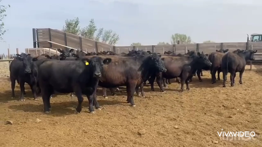 Lote 40 Vaquillonas P/ entorar en Lavalle, Mendoza