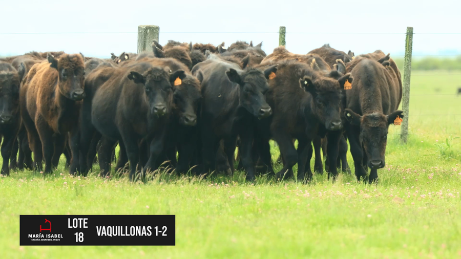 Lote 25 Vaquillonas negras