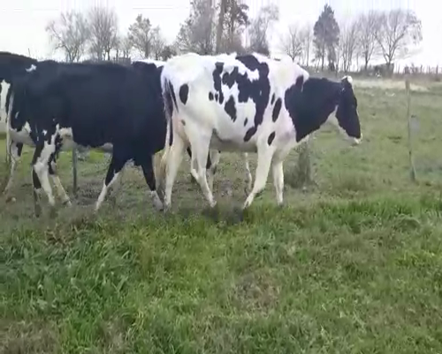 Lote 10 Piezas de cría a remate en Pantalla Camy 400 - 450kg - , San José