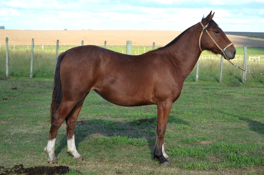 Lote CATANDUVA GARUFA