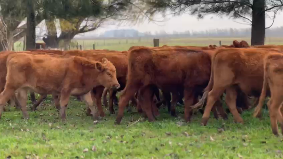 Lote 35 Novillitos en Brandsen, Buenos Aires