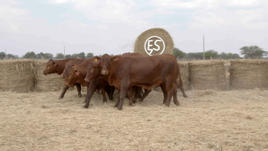 Lote Vaquillas CBO. 1 PREÑADAS