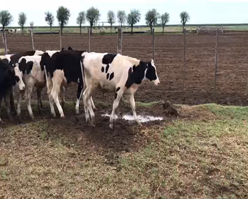 Lote 20 Terneros castrados