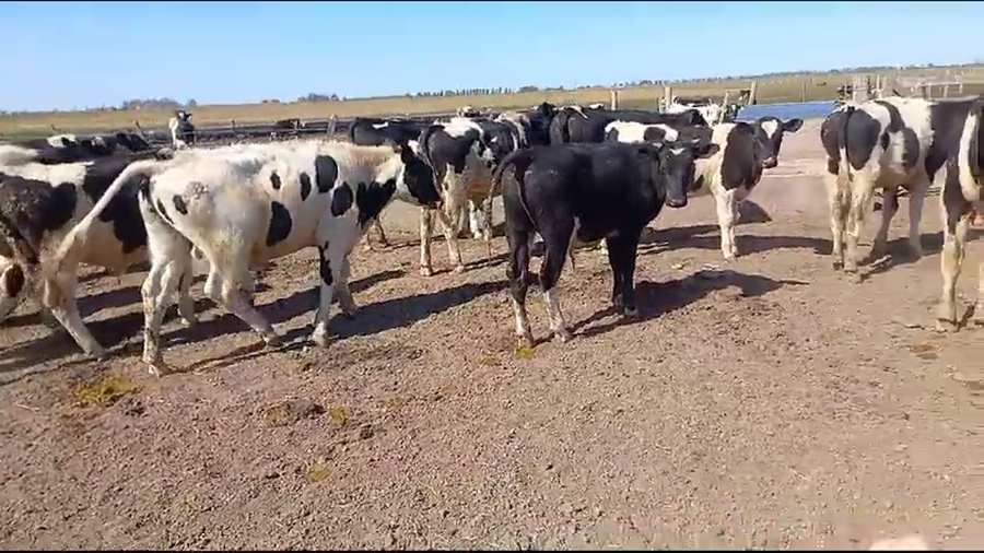 Lote 26 Novillitos Holando Argentino en Brinkmann, Córdoba