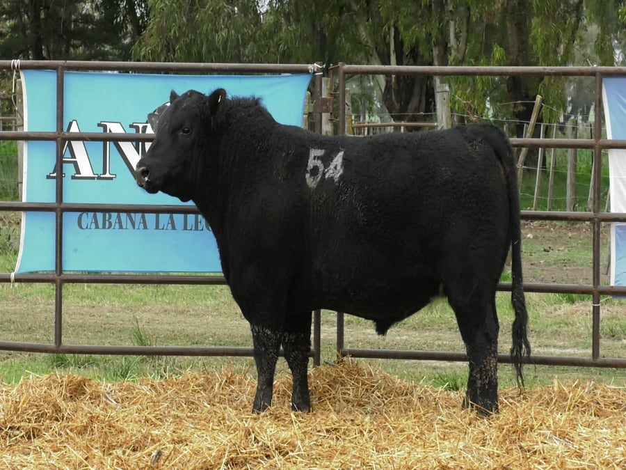 Lote TOROS ANGUS NEGROS PC