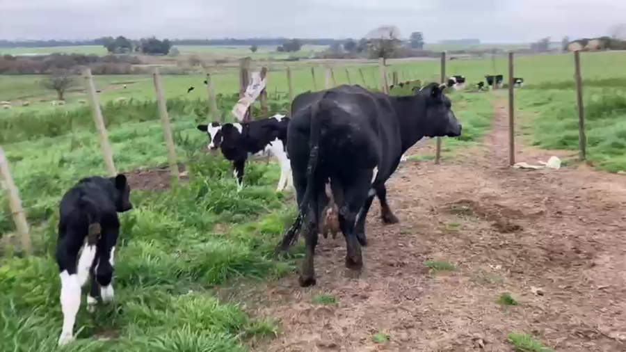 Lote 3 Vacas de Invernada KIWI a remate en PANTALLA CAMY 450kg - , San José