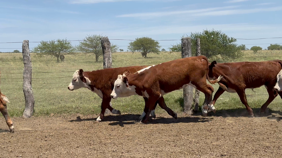 Lote 84 Terneros