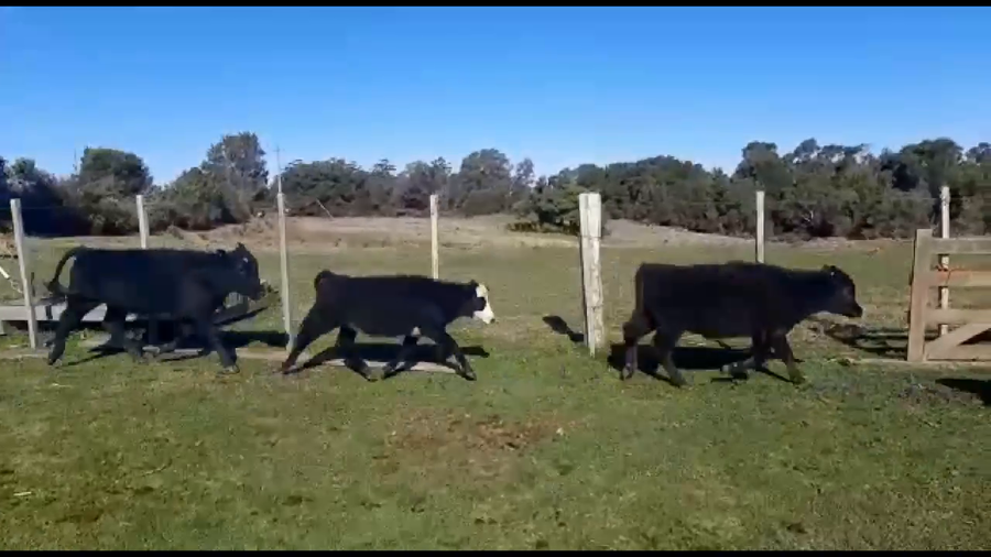 Lote 63 Terneras en Castillos, Rocha