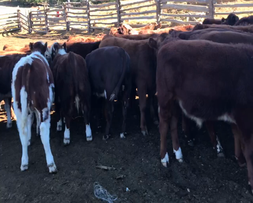 Lote 60 Ternero en XI Región Aysén, Coyhaique